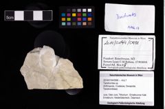 Foto (Objekt + Etikett) von Tanidromites sp.  (NHMW-GEO-2014-0194-0988)